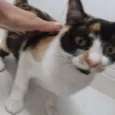 Rubi
