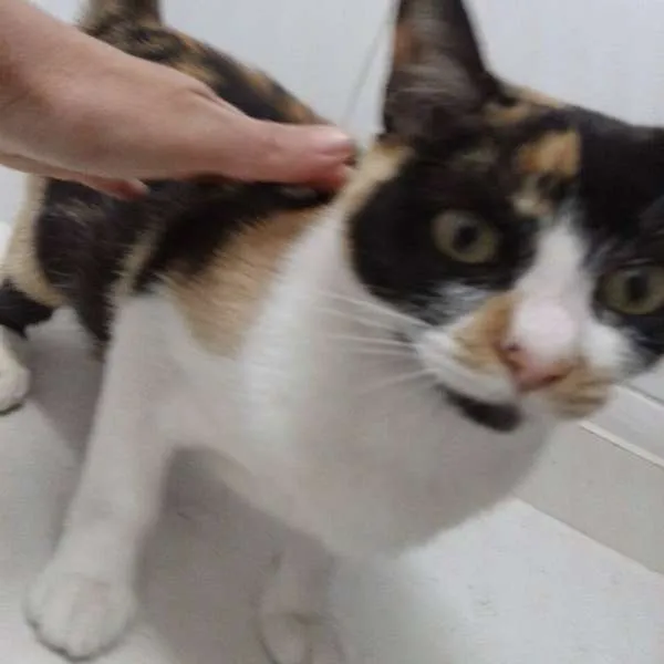 Gato ra a SRD idade 1 ano nome Rubi