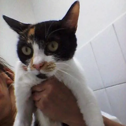 Gato ra a SRD idade 1 ano nome Rubi