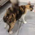 Rubi