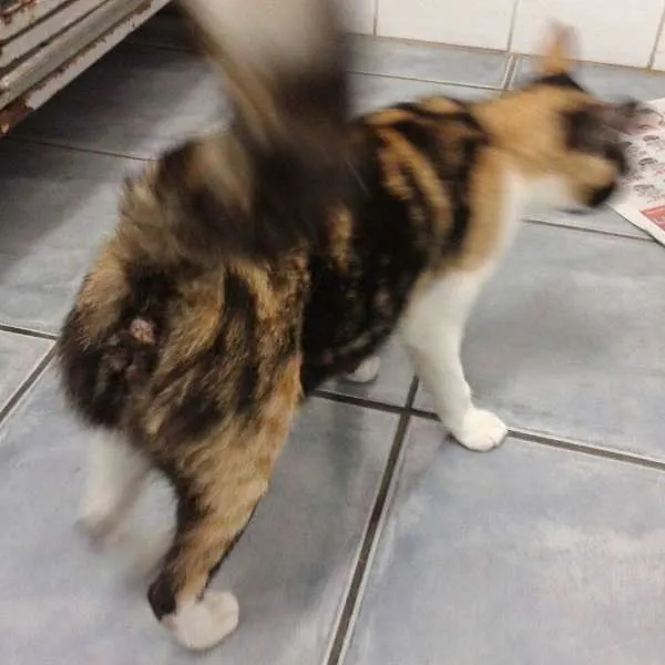 Gato ra a SRD idade 1 ano nome Rubi
