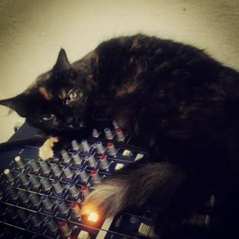 Gato ra a SRD idade 7 a 11 meses nome Sofia