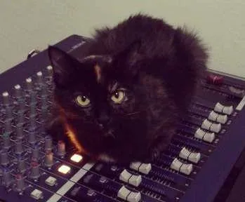 Gato ra a SRD idade 7 a 11 meses nome Sofia