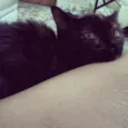 Sofia