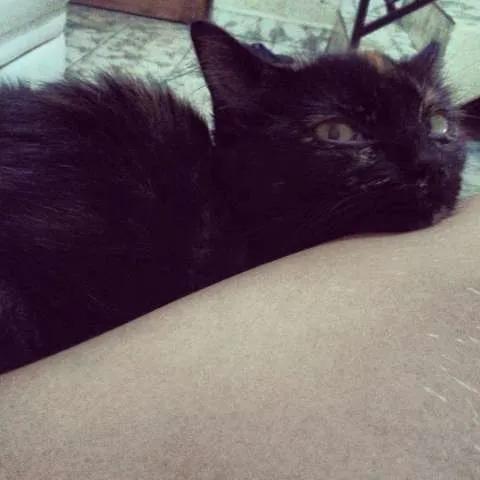 Gato ra a SRD idade 7 a 11 meses nome Sofia