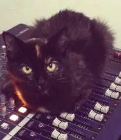 Gato raça SRD idade 7 a 11 meses nome Sofia