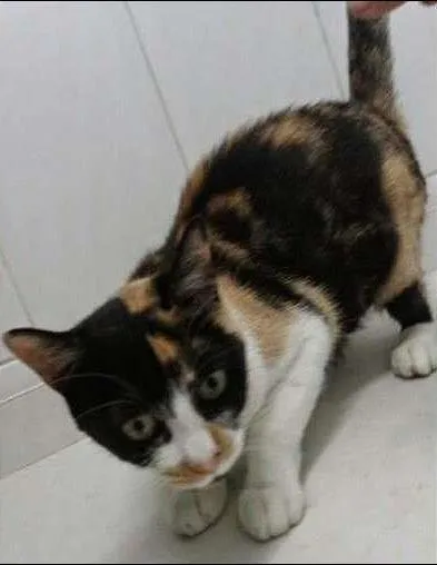 Gato ra a SRD idade 1 ano nome Rubi