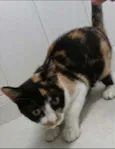 Rubi