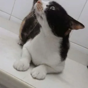 Gato raça SRD idade 1 ano nome Rubi