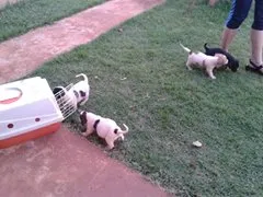 Cachorro ra a misturada idade Abaixo de 2 meses nome vcEscolhe