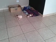 Cachorro ra a misturada idade Abaixo de 2 meses nome vcEscolhe