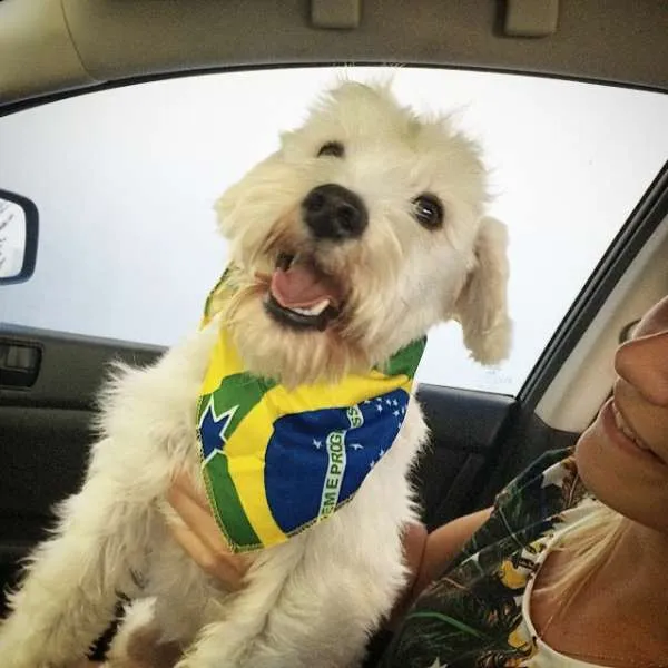 Cachorro ra a Shnauzer idade 1 ano nome Thor (tutu) GRATIFICA
