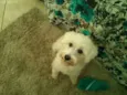 Thor (tutu) GRATIFICA
