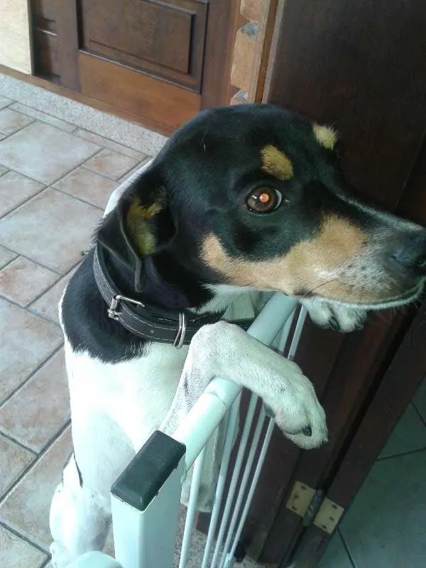 Cachorro ra a Fox Paulistinha idade 3 anos nome Sleepy
