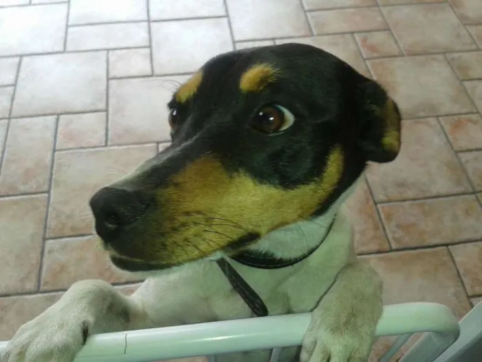 Cachorro ra a Fox Paulistinha idade 3 anos nome Sleepy