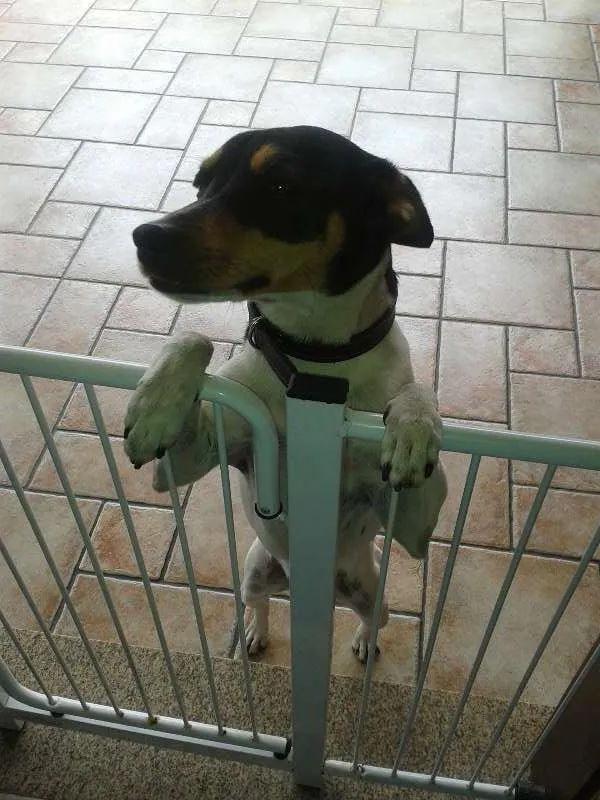 Cachorro ra a Fox Paulistinha idade 3 anos nome Sleepy