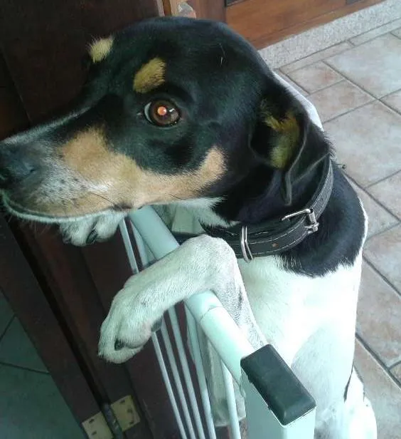 Cachorro ra a Fox Paulistinha idade 3 anos nome Sleepy