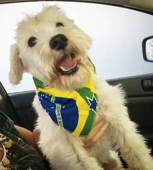 Cachorro ra a Shnauzer idade 1 ano nome Thor (tutu) GRATIFICA