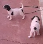 Cachorro ra a misturada idade Abaixo de 2 meses nome vcEscolhe