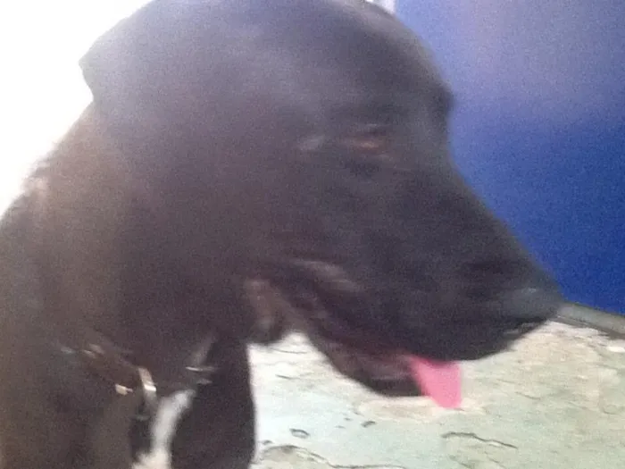 Cachorro ra a SRD idade 1 ano nome Juca