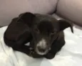 FRIDA