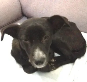 Cachorro raça Vira-lata idade 1 ano nome FRIDA