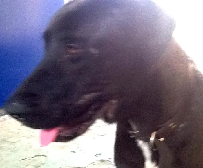 Cachorro ra a SRD idade 1 ano nome Juca