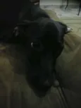 Não tem