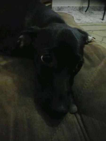 Cachorro ra a SRD idade 7 a 11 meses nome Não tem