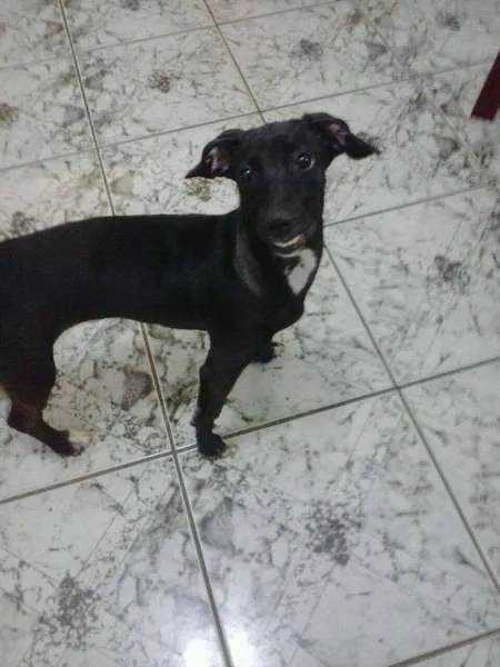 Cachorro ra a SRD idade 7 a 11 meses nome Não tem