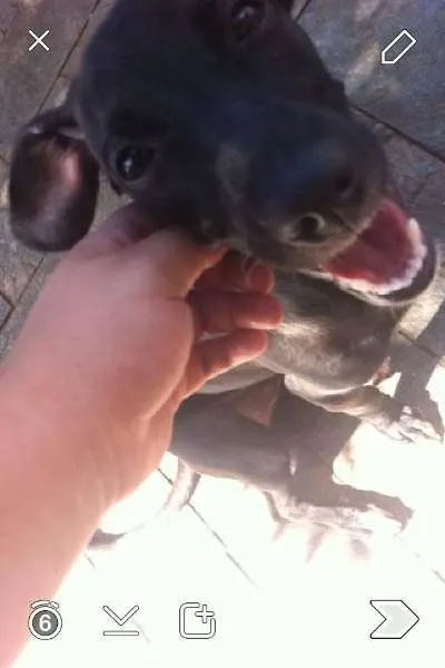 Cachorro ra a SRD idade 7 a 11 meses nome Não tem
