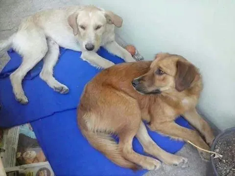 Cachorro ra a SRD idade 1 ano nome sem nome