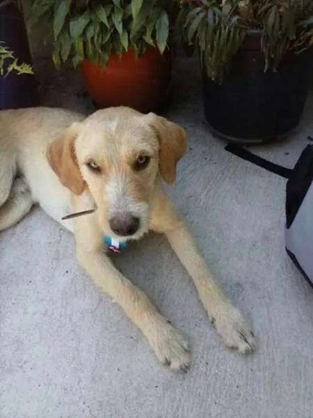 Cachorro ra a SRD idade 1 ano nome sem nome