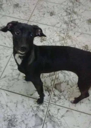 Cachorro raça SRD idade 7 a 11 meses nome Não tem