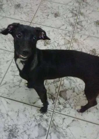 Cachorro ra a SRD idade 7 a 11 meses nome Não tem