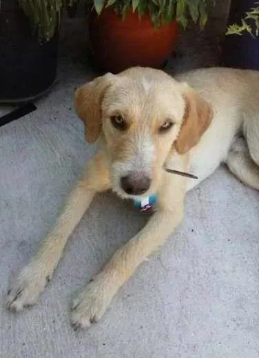 Cachorro ra a SRD idade 1 ano nome sem nome