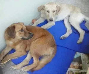 Cachorro raça SRD idade 1 ano nome sem nome
