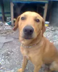 CARAMELO
