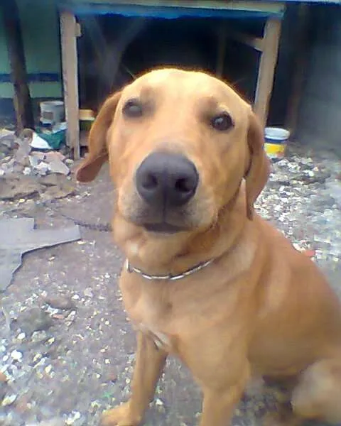 Cachorro ra a MIX LABRADOR idade 1 ano nome CARAMELO