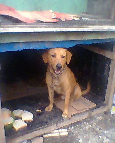 Cachorro ra a MIX LABRADOR idade 1 ano nome CARAMELO