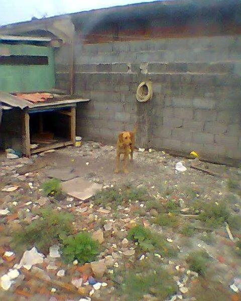 Cachorro ra a MIX LABRADOR idade 1 ano nome CARAMELO