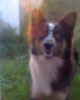 PELUDO