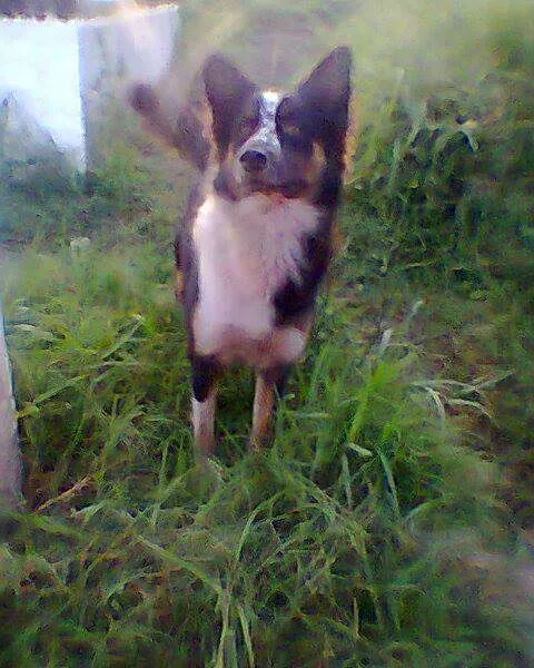 Cachorro ra a MIX BORDER COLLIE idade 2 anos nome PELUDO