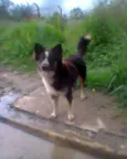 PELUDO