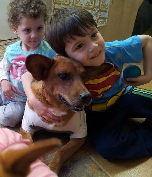 Cachorro ra a SRD idade 4 anos nome DOURADINHA