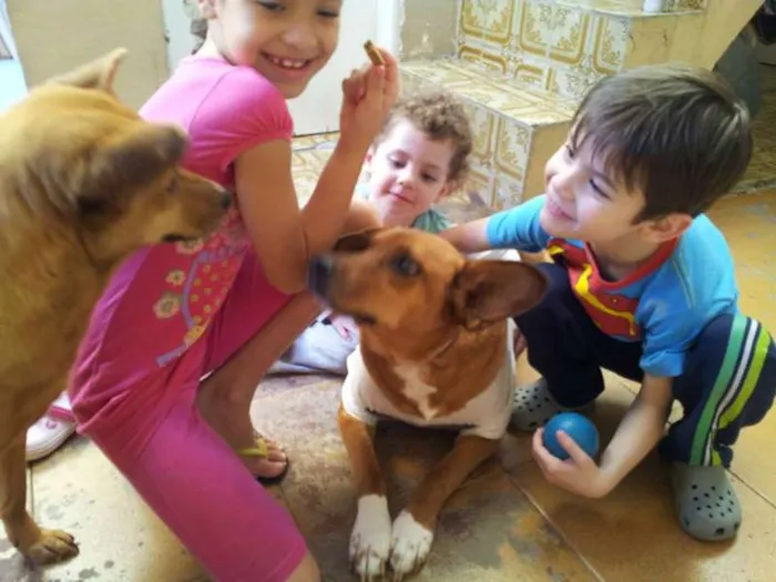 Cachorro ra a SRD idade 4 anos nome DOURADINHA