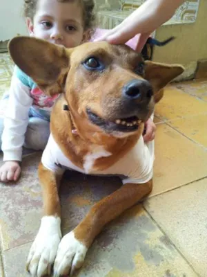 Cachorro raça SRD idade 4 anos nome DOURADINHA