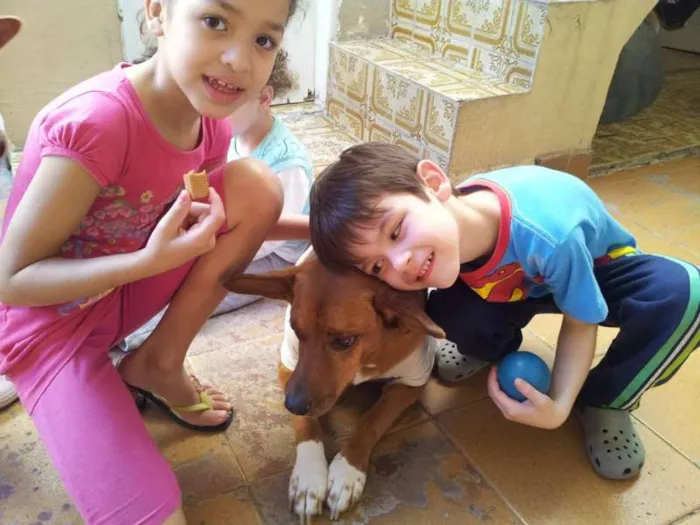 Cachorro ra a SRD idade 4 anos nome DOURADINHA