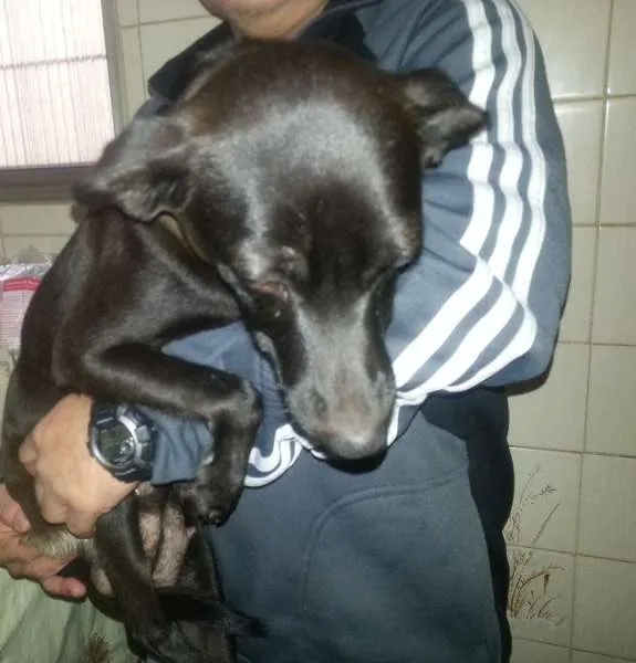 Cachorro ra a MIX PINSCHER idade 1 ano nome PRETINHA