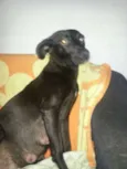 PRETINHA